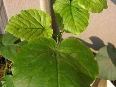 Image miniature de ficus umbellata