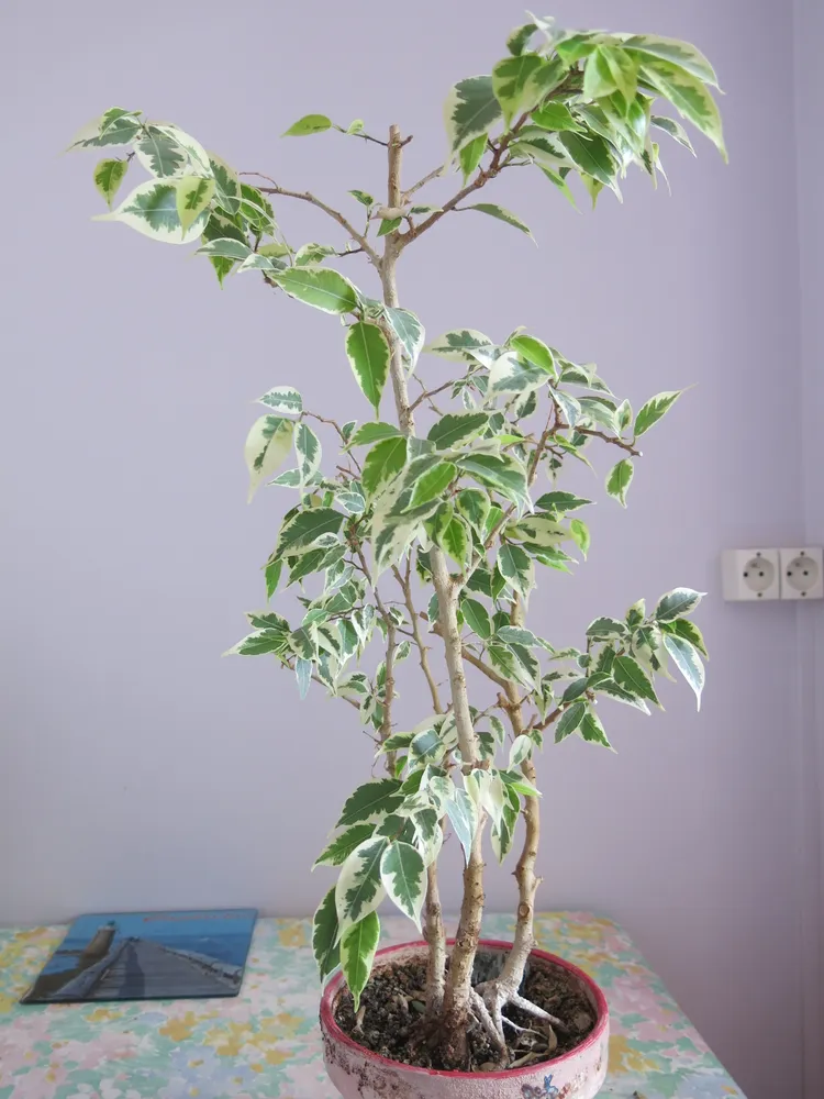 Plante ficus variegata montrant ses caractéristiques typiques