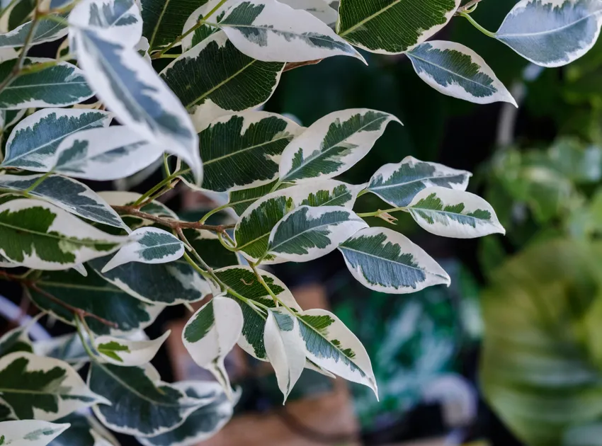 Plante ficus variegata montrant ses caractéristiques typiques