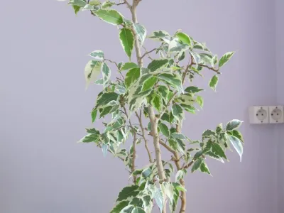 Image miniature de ficus variegata