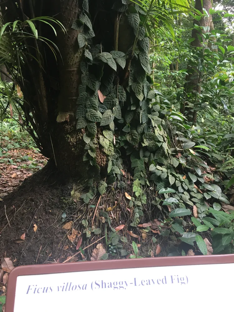 Plante ficus villosa montrant ses caractéristiques typiques