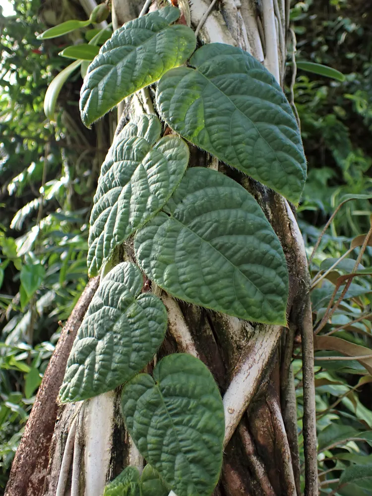 Plante ficus villosa montrant ses caractéristiques typiques