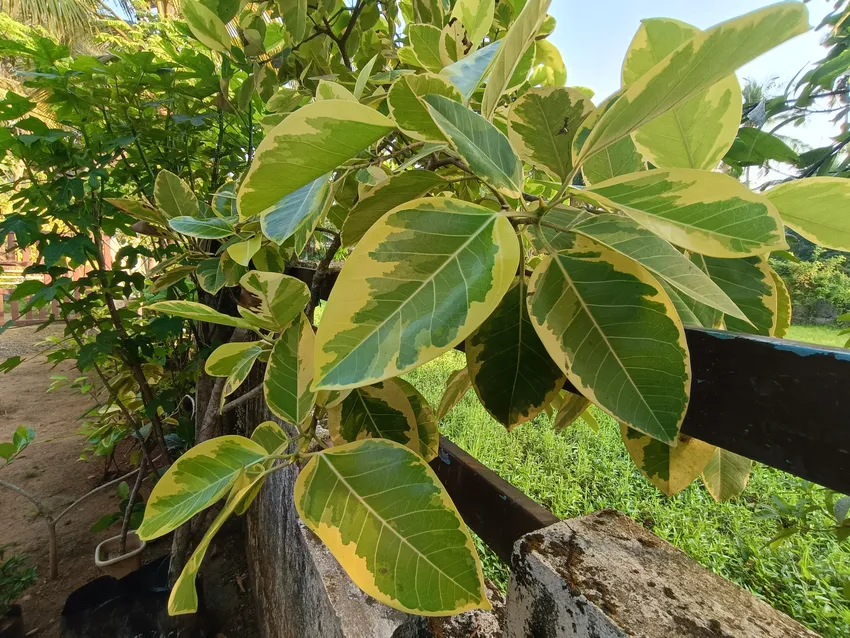 Plante ficus yellow gem montrant ses caractéristiques typiques