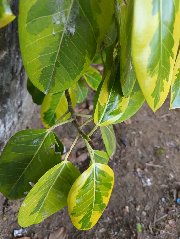 Plante ficus yellow gem montrant ses caractéristiques typiques