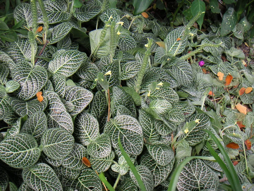 fittonia albivenis plant showing characteristic features