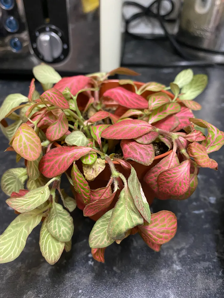 fittonia albivenis plant showing characteristic features