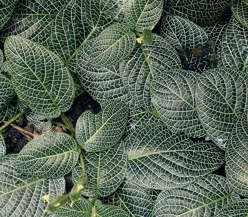 fittonia albivenis plant showing characteristic features
