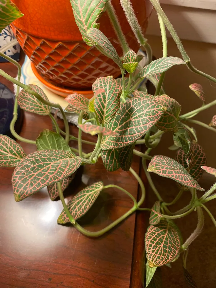 fittonia albivenis plant showing characteristic features