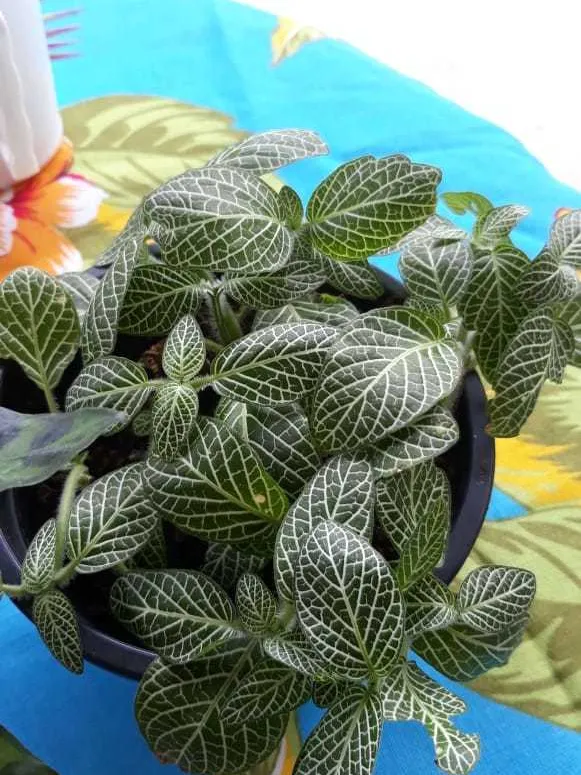 fittonia albivenis plant showing characteristic features