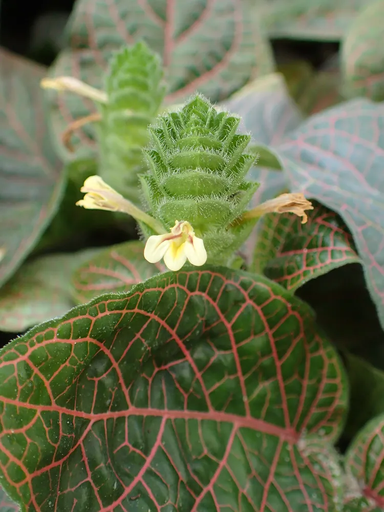fittonia gigantea plant showing characteristic features