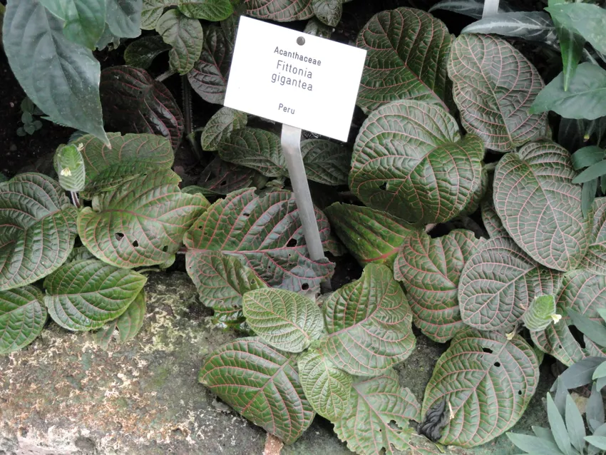 fittonia gigantea plant showing characteristic features