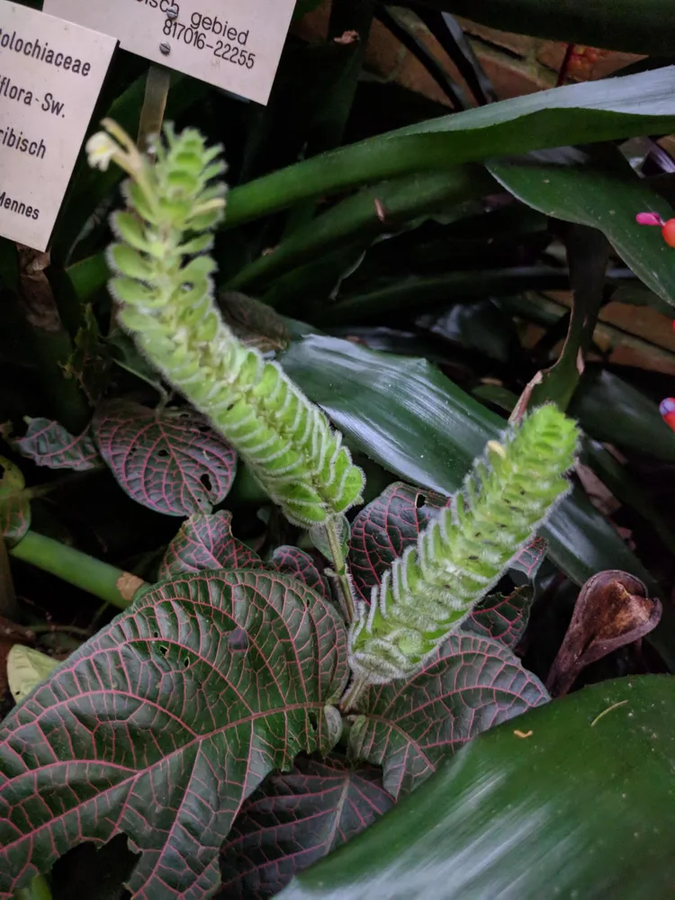 fittonia gigantea plant showing characteristic features