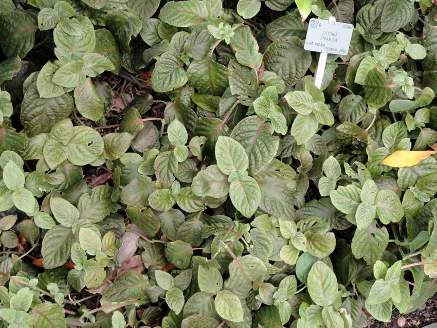 fittonia gigantea plant showing characteristic features