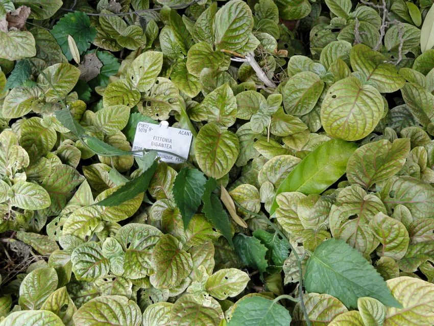 fittonia gigantea plant showing characteristic features