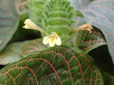thumbnail fittonia gigantea