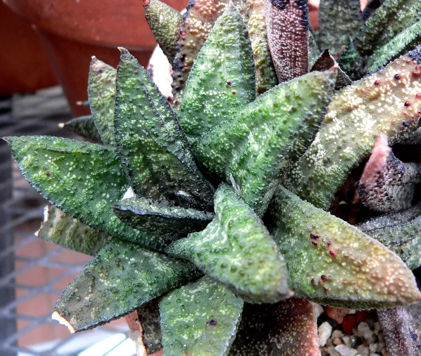 Plante gasteria batesiana montrant ses caractéristiques typiques