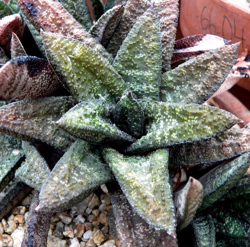 Plante gasteria batesiana montrant ses caractéristiques typiques