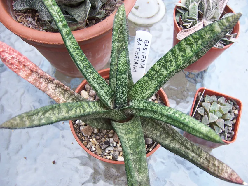 Plante gasteria batesiana montrant ses caractéristiques typiques