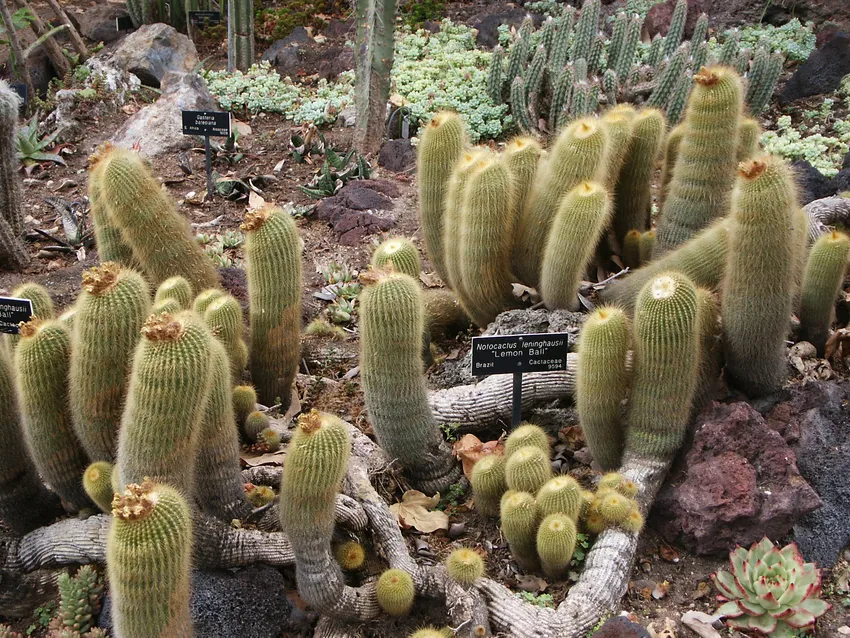 Plante gasteria batesiana montrant ses caractéristiques typiques