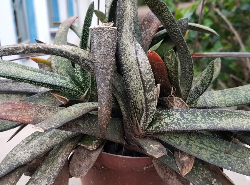 Plante gasteria batesiana montrant ses caractéristiques typiques