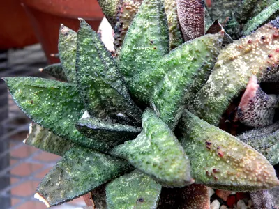 Image miniature gasteria batesiana