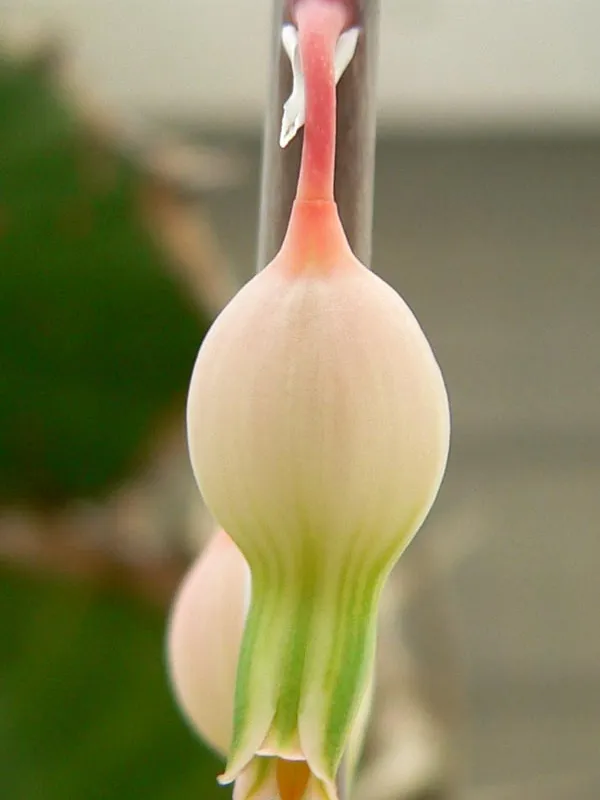 Plante gasteria bicolor montrant ses caractéristiques typiques
