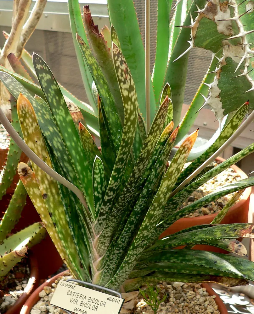 Plante gasteria bicolor montrant ses caractéristiques typiques