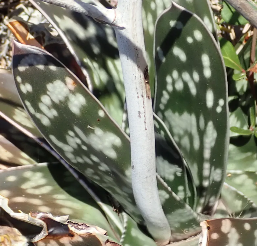 Plante gasteria bicolor montrant ses caractéristiques typiques