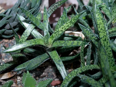Image miniature gasteria bicolor