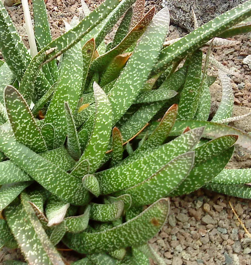 Plante gasteria carinata montrant ses caractéristiques typiques