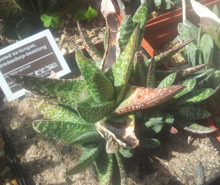 Plante gasteria carinata montrant ses caractéristiques typiques