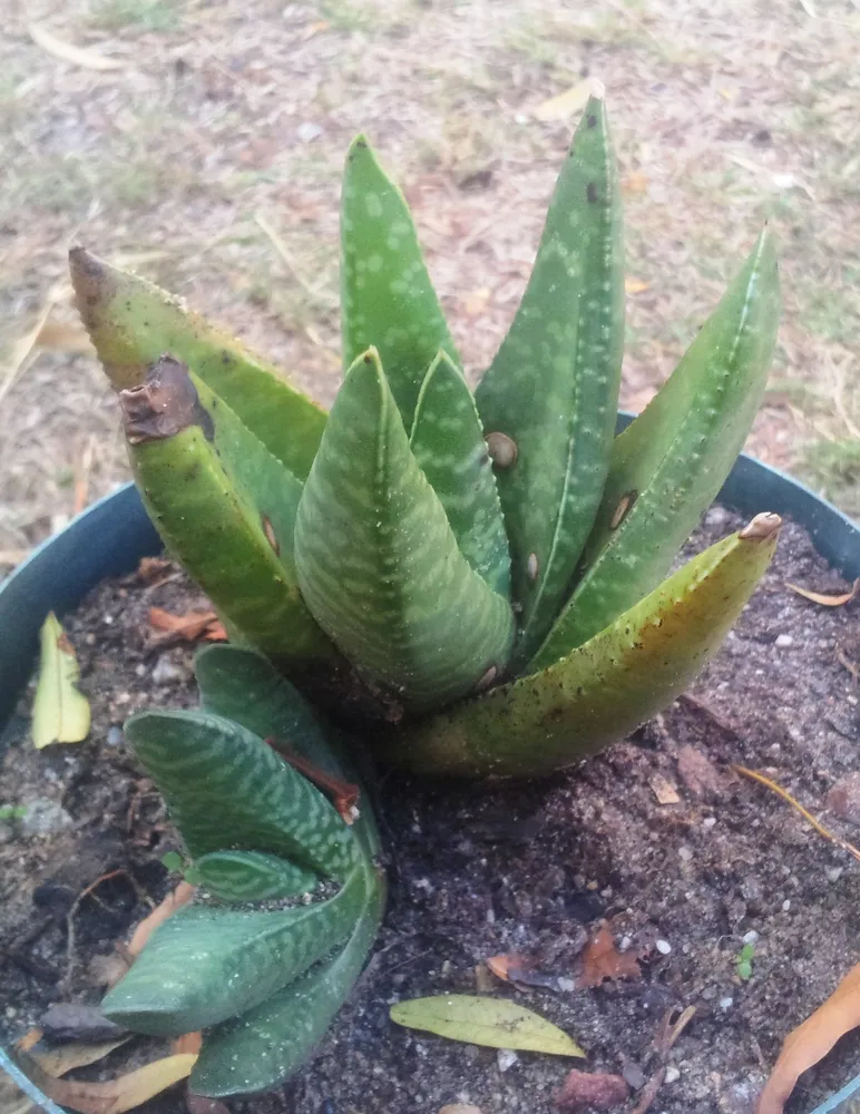 Plante gasteria carinata montrant ses caractéristiques typiques