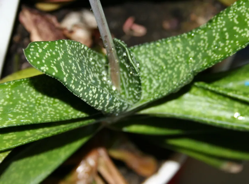 Plante gasteria carinata montrant ses caractéristiques typiques