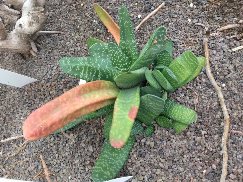 Plante gasteria carinata montrant ses caractéristiques typiques