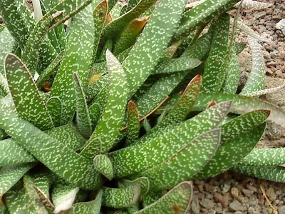 Image miniature gasteria carinata