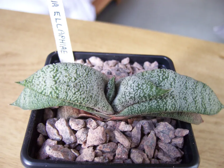 Plante gasteria ellaphieae montrant ses caractéristiques typiques