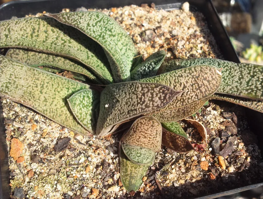 Plante gasteria ellaphieae montrant ses caractéristiques typiques