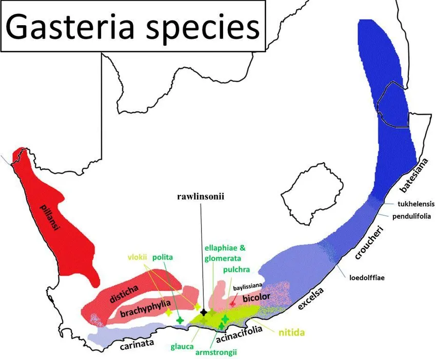 Plante gasteria ellaphieae montrant ses caractéristiques typiques