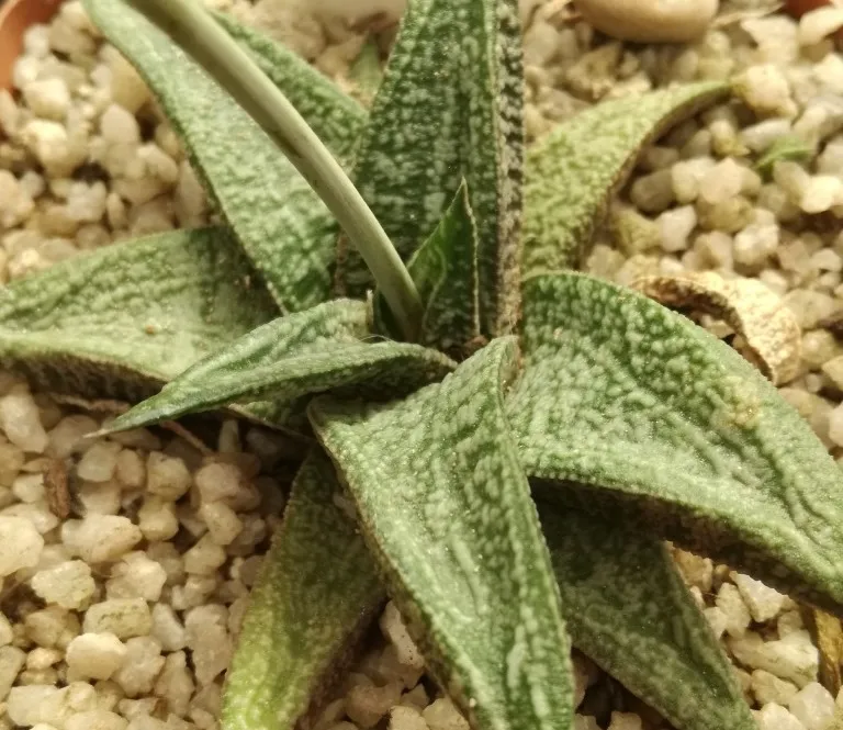 Plante gasteria ellaphieae montrant ses caractéristiques typiques