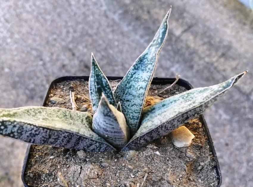 Plante gasteria ellaphieae montrant ses caractéristiques typiques
