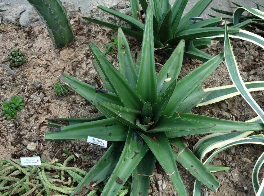 Plante gasteria excelsa montrant ses caractéristiques typiques