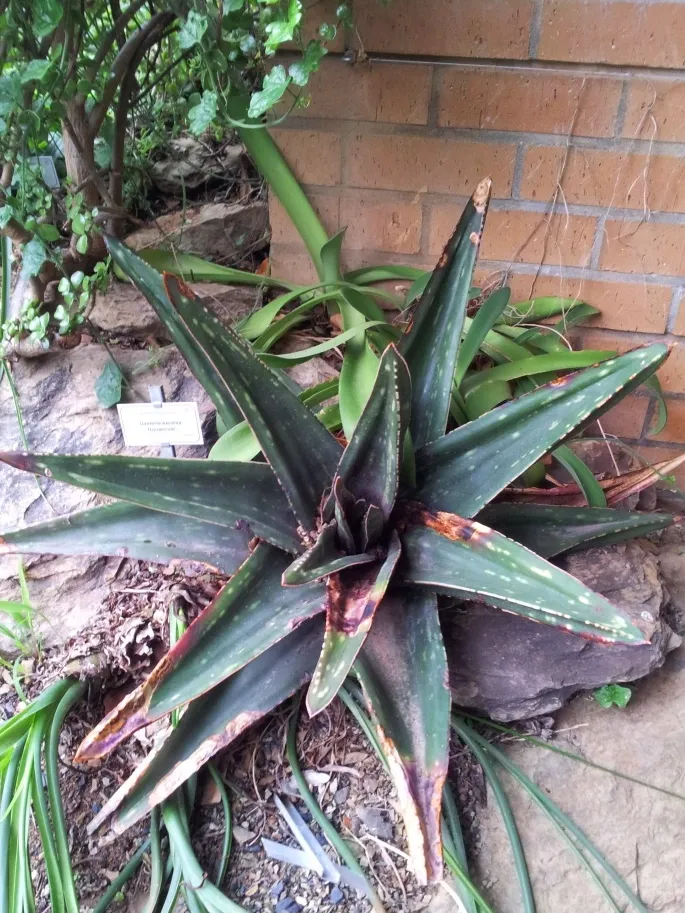 Plante gasteria excelsa montrant ses caractéristiques typiques