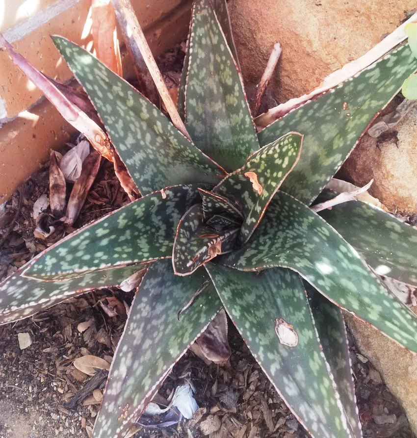Plante gasteria excelsa montrant ses caractéristiques typiques