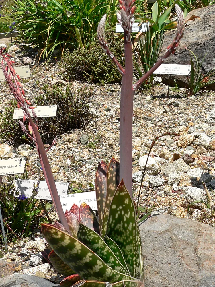 Plante gasteria excelsa montrant ses caractéristiques typiques