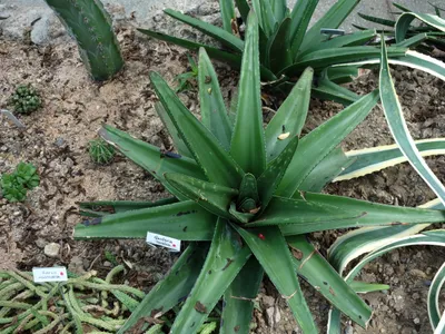 Image miniature gasteria excelsa