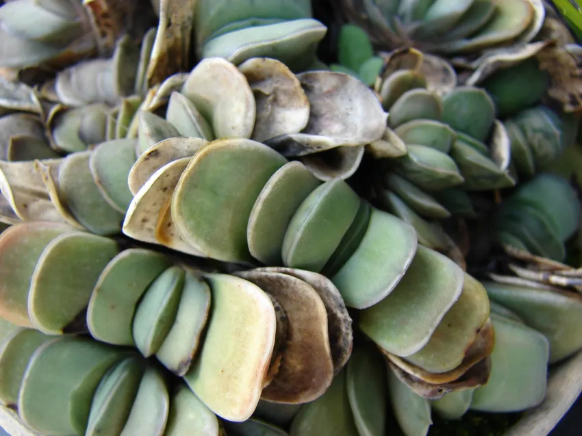 Plante gasteria glomerata montrant ses caractéristiques typiques