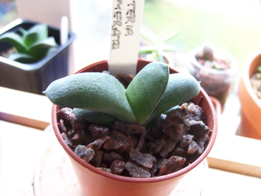 Plante gasteria glomerata montrant ses caractéristiques typiques