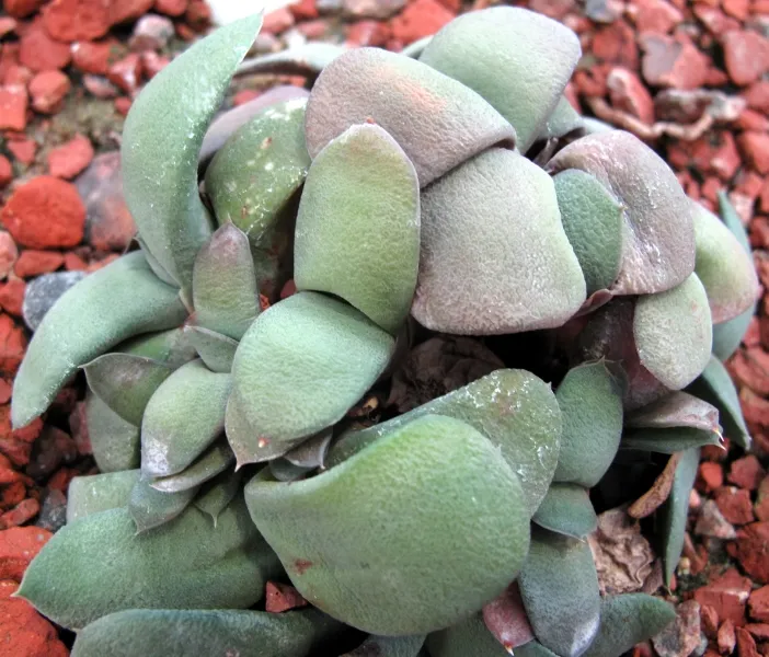 Plante gasteria glomerata montrant ses caractéristiques typiques