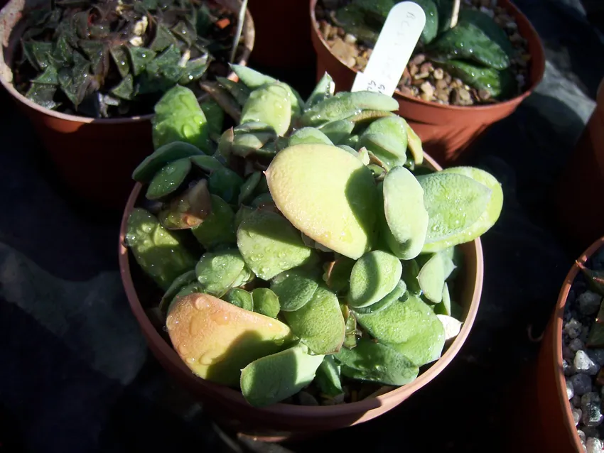 Plante gasteria glomerata montrant ses caractéristiques typiques