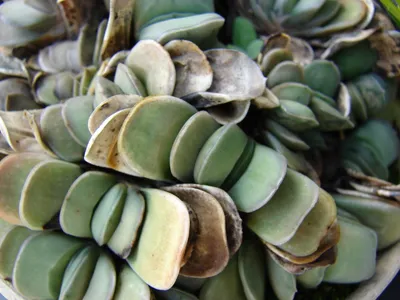 Image miniature gasteria glomerata